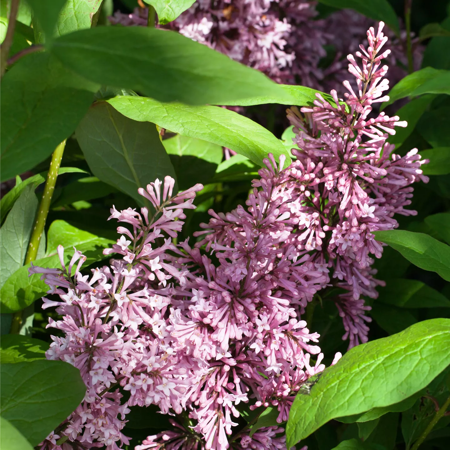 Syringa 'Minuet'