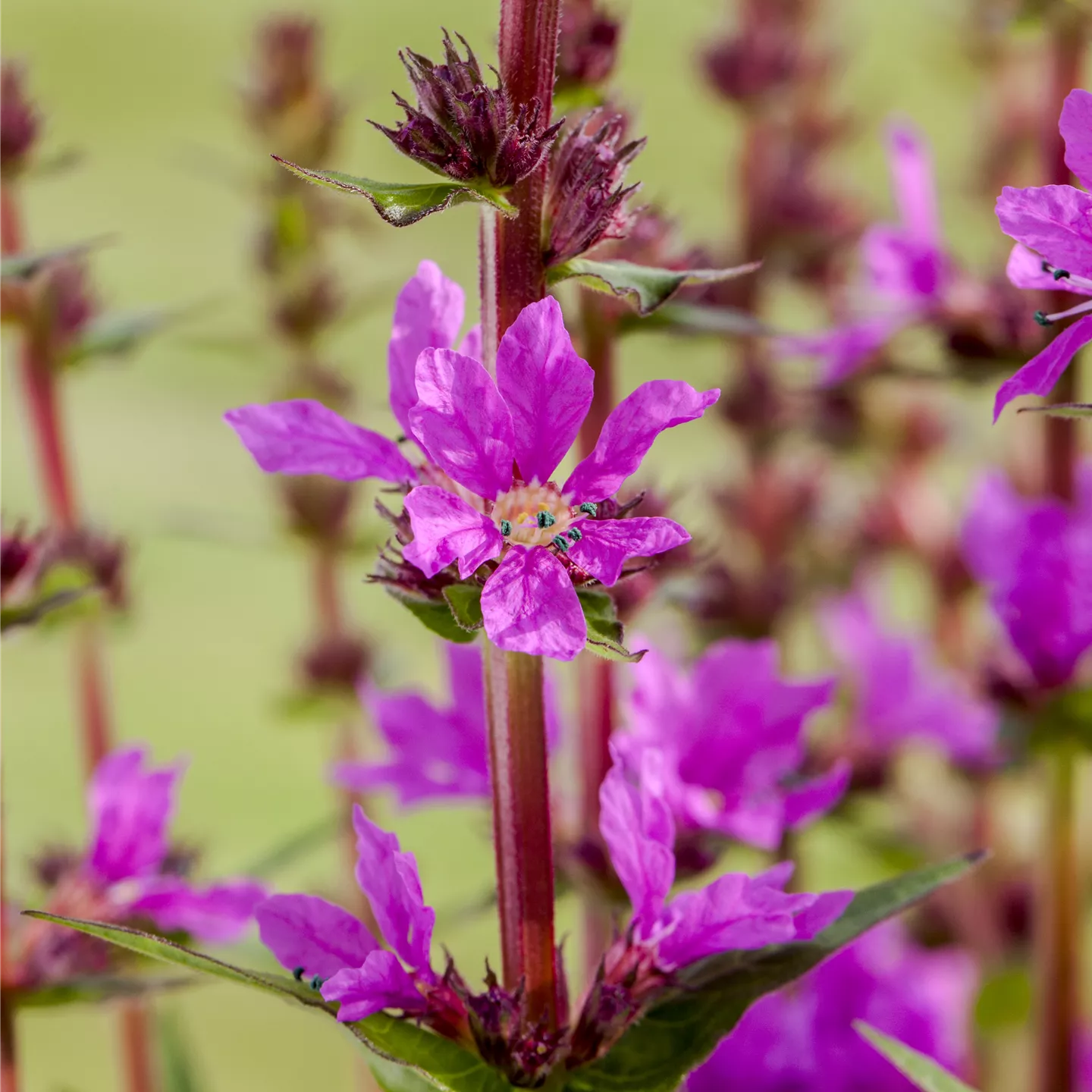 Lythrum salicaria 'Little Robert'