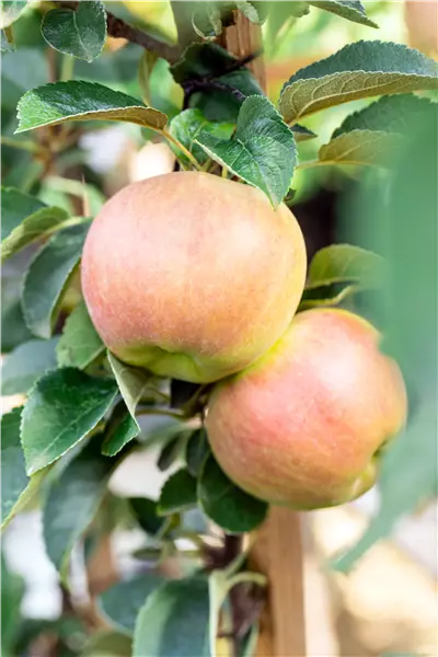 Malus 'Reka'                           CAC Apfel Reka