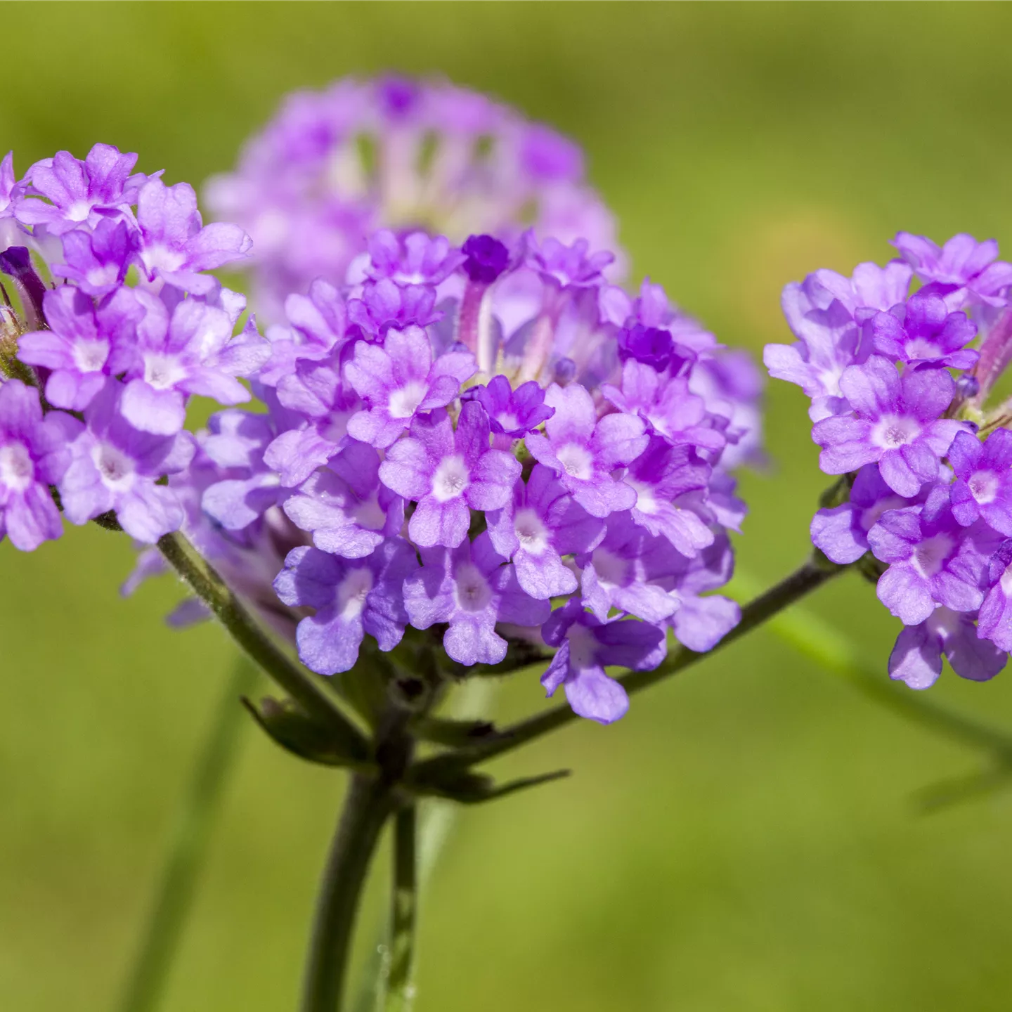 Verbena rigida 'Venosa'