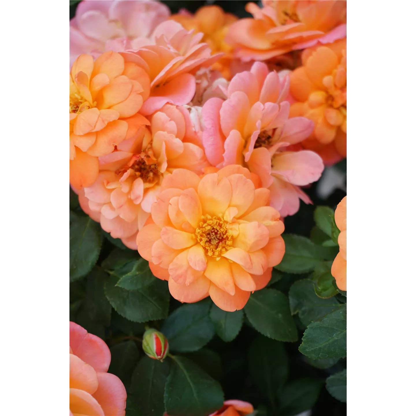 Rosa 'Sugar Candy Rose' -R- BDR