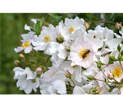 Bodendeckerrose Apfelblüte ADR-Rose Bodendeckerrose Apfelblüte ADR-Rose