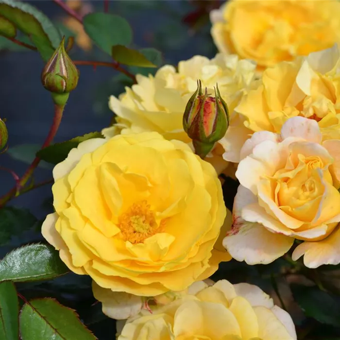 Rosa 'Sonnenglanz' -R-