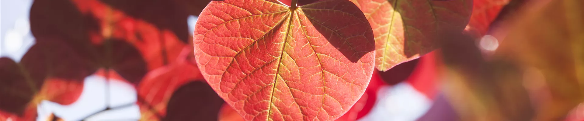 Cercis canadensis 'Forest Pansy' Cercis canadensis 'Forest Pansy'