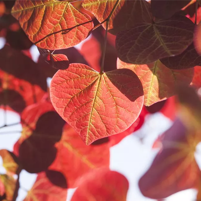Igelheim, Dünger und Co.: überschüssiges Laub sinnvoll einsetzen