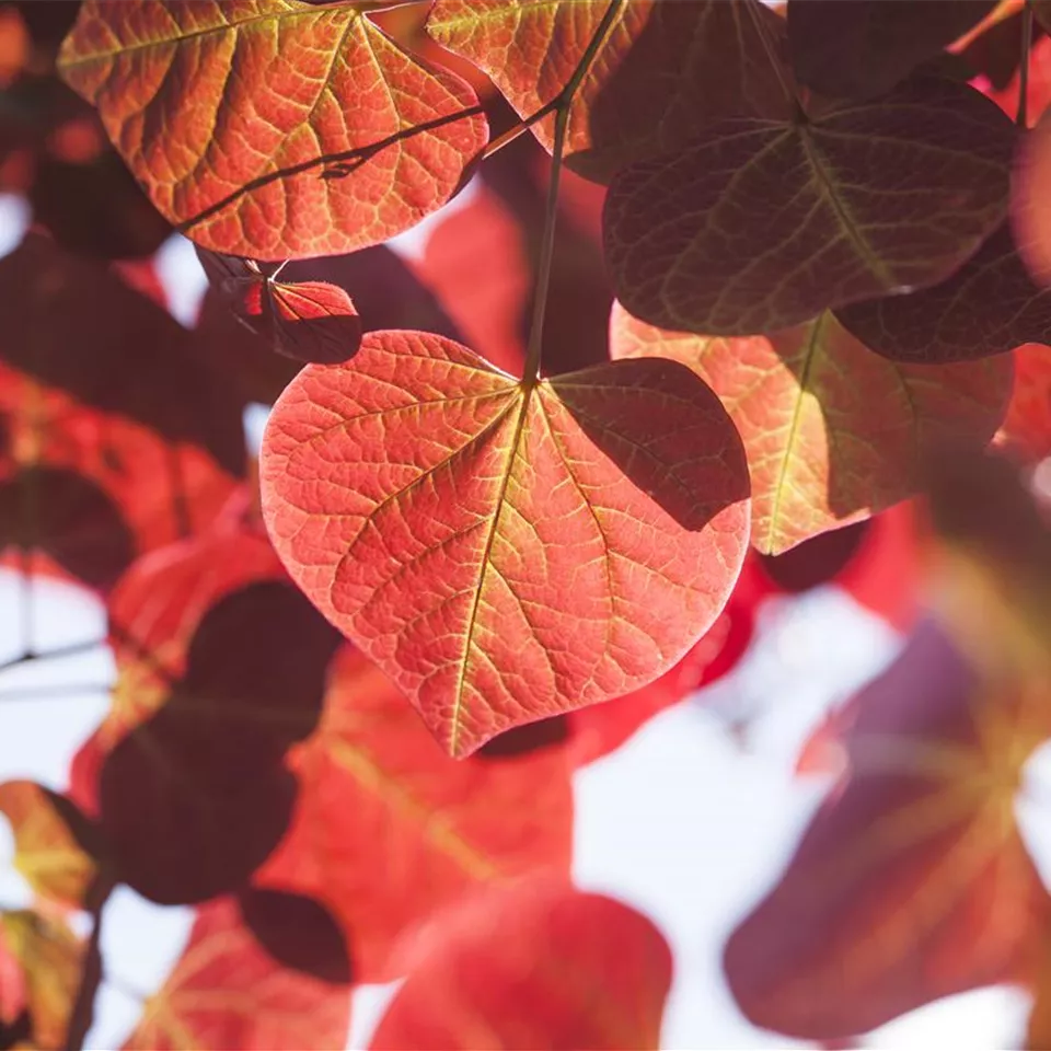 Igelheim, Dünger und Co.: überschüssiges Laub sinnvoll einsetzen Igelheim, Dünger und Co.: überschüssiges Laub sinnvoll einsetzen