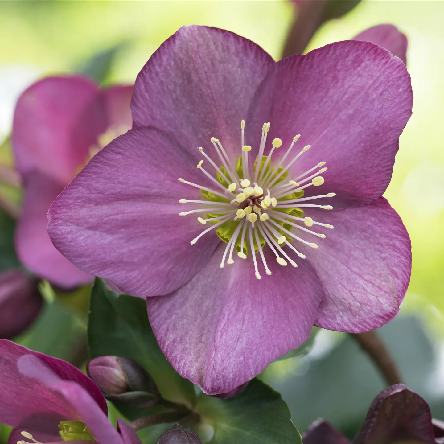 Helleborus Gold Collection 'Diva XXL'