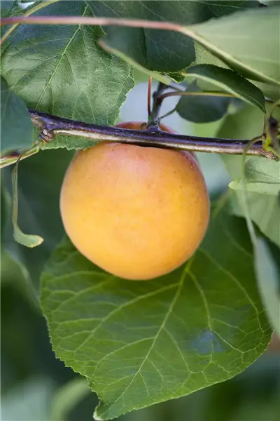 Prunus arm.'Ungarische Beste'          CAC Aprikose