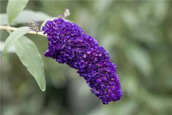 Buddleja davidii 'Black Knight' Schmetterlingsstrauch, Sommerflieder