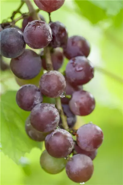 Vitis 'Suffolk Red' Weinrebe 'Suffolk Red'