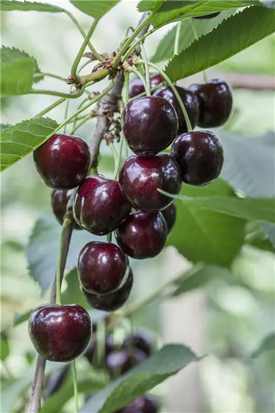 Prunus av.'Regina'                     CAC Süßkirsche