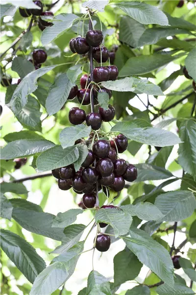 Prunus cer.'Schattenmorelle'           CAC Schattenmorelle