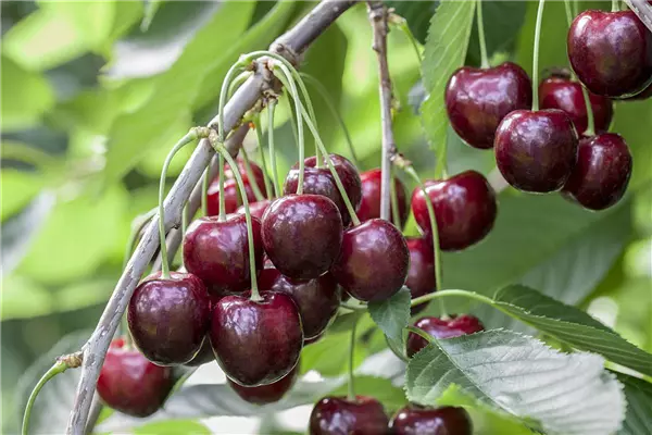 Prunus av.'Sunburst'                   CAC Selbstfruchtbare Kirsche `Sunburst´