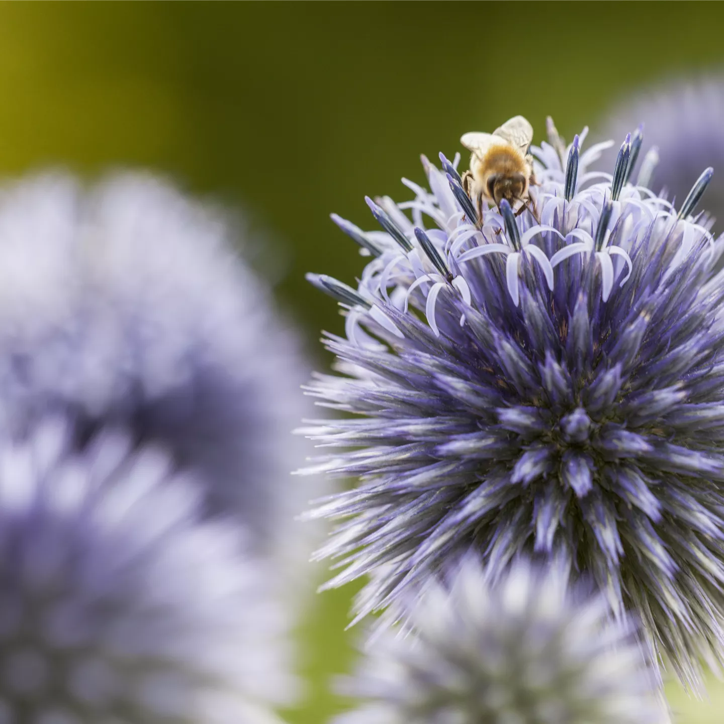 Echinops banaticus 'Blue Globe'