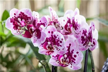 Die Orchideen-Klassiker Die Orchideen-Klassiker