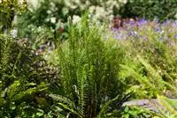 Feuchtzonen im Garten Feuchtzonen im Garten