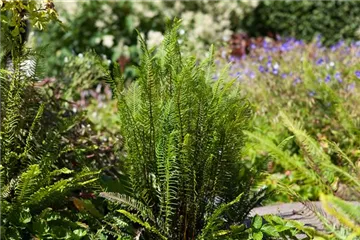 Feuchtzonen im Garten