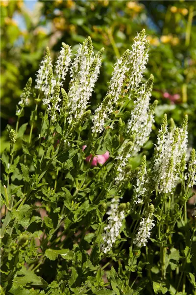 Salvia nemorosa 'Adrian' Sommer-Salbei