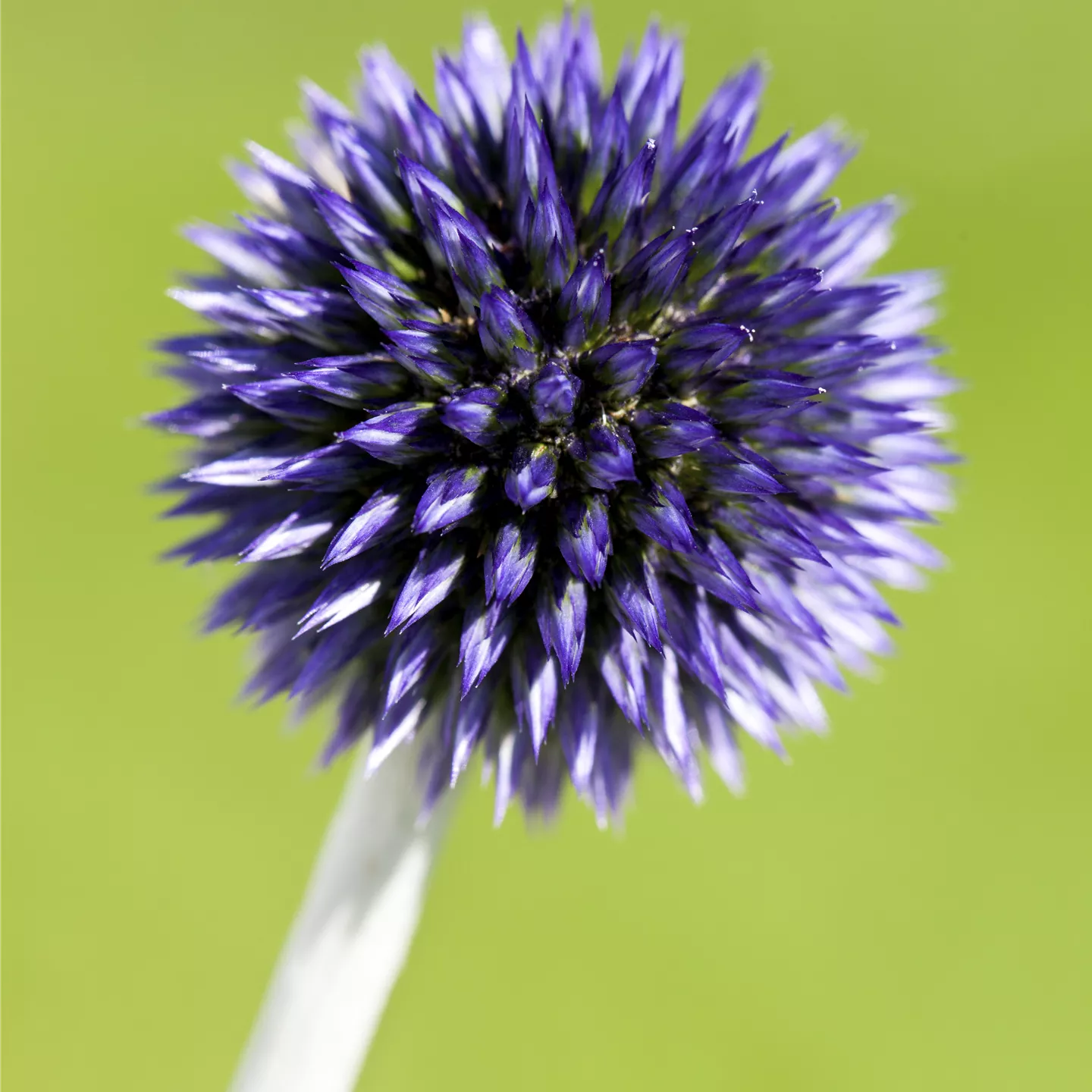 Echinops ritro 'Veitch's Blue'