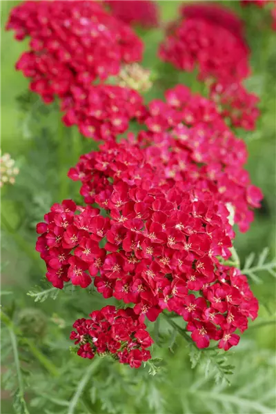 Achillea millef. TF 'Pomegranate'  -R- Garten-Schaf-Garbe