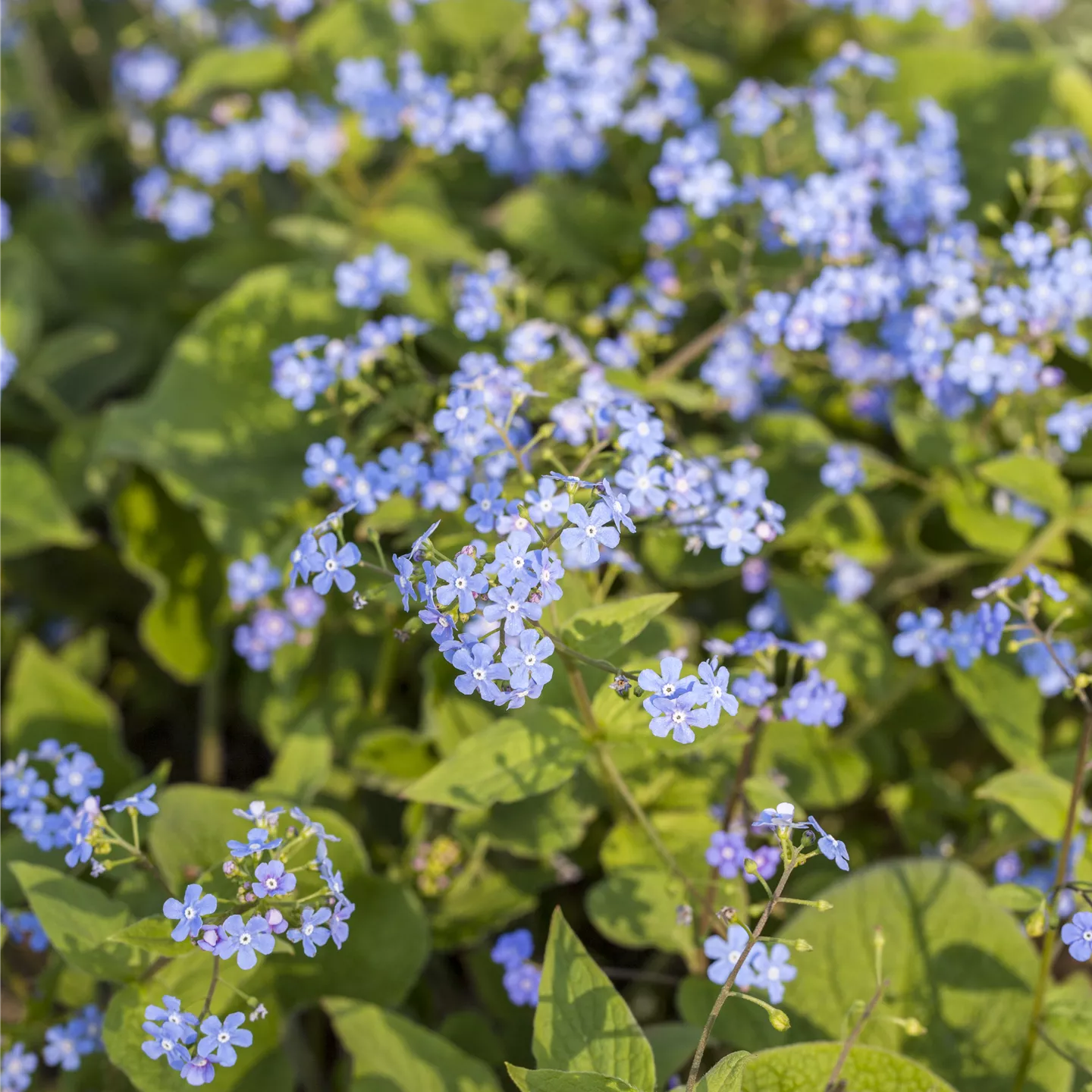 Brunnera macrophylla