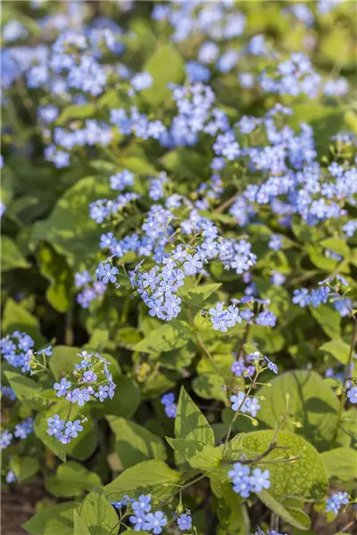 Brunnera macrophylla Kaukasus-Vergißmeinnicht