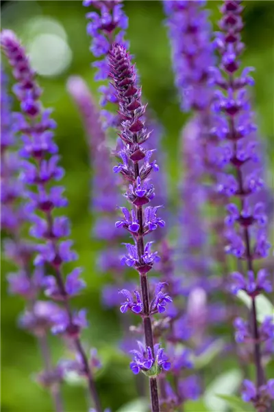 Salvia nemorosa 'Caradonna' Sommer-Salbei
