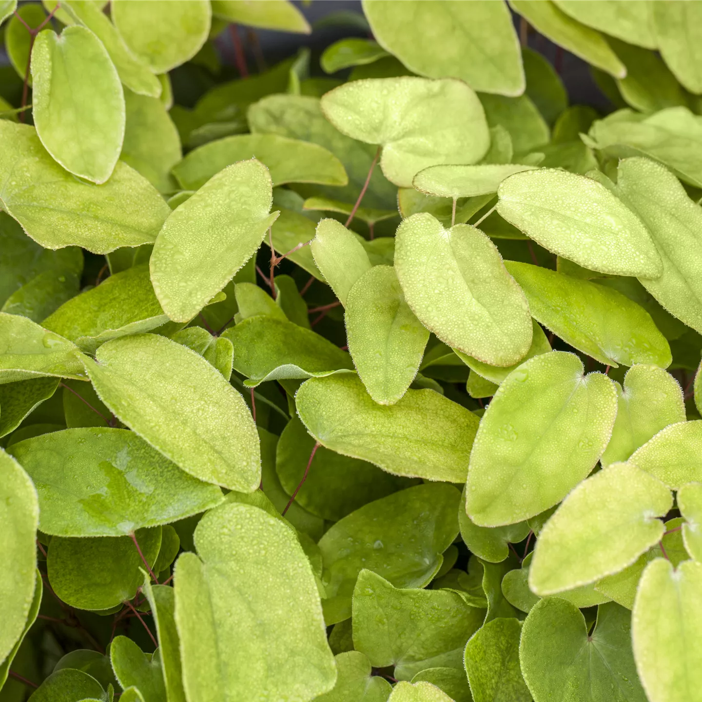 Epimedium x rubrum