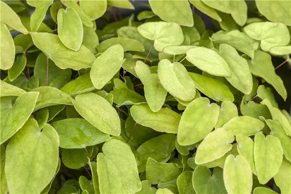 Epimedium x rubrum Rote Elfenblume
