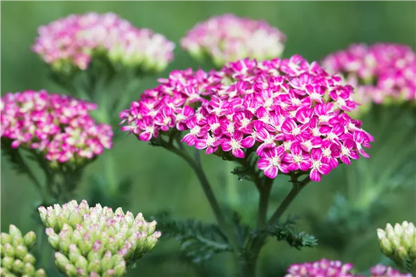 Achillea millefolium 'Cerise Queen' Garten-Schafgarbe