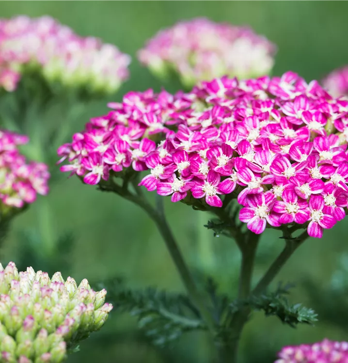 Garten-Schafgarbe