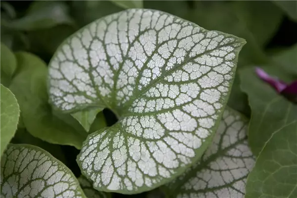 Brunnera macrophylla 'Jack Frost'  -R- Geflecktes Kaukasus-Vergissmeionnicht