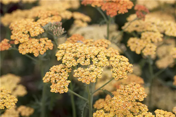 Achillea millefolium 'Terracotta' Garten-Schafgarbe