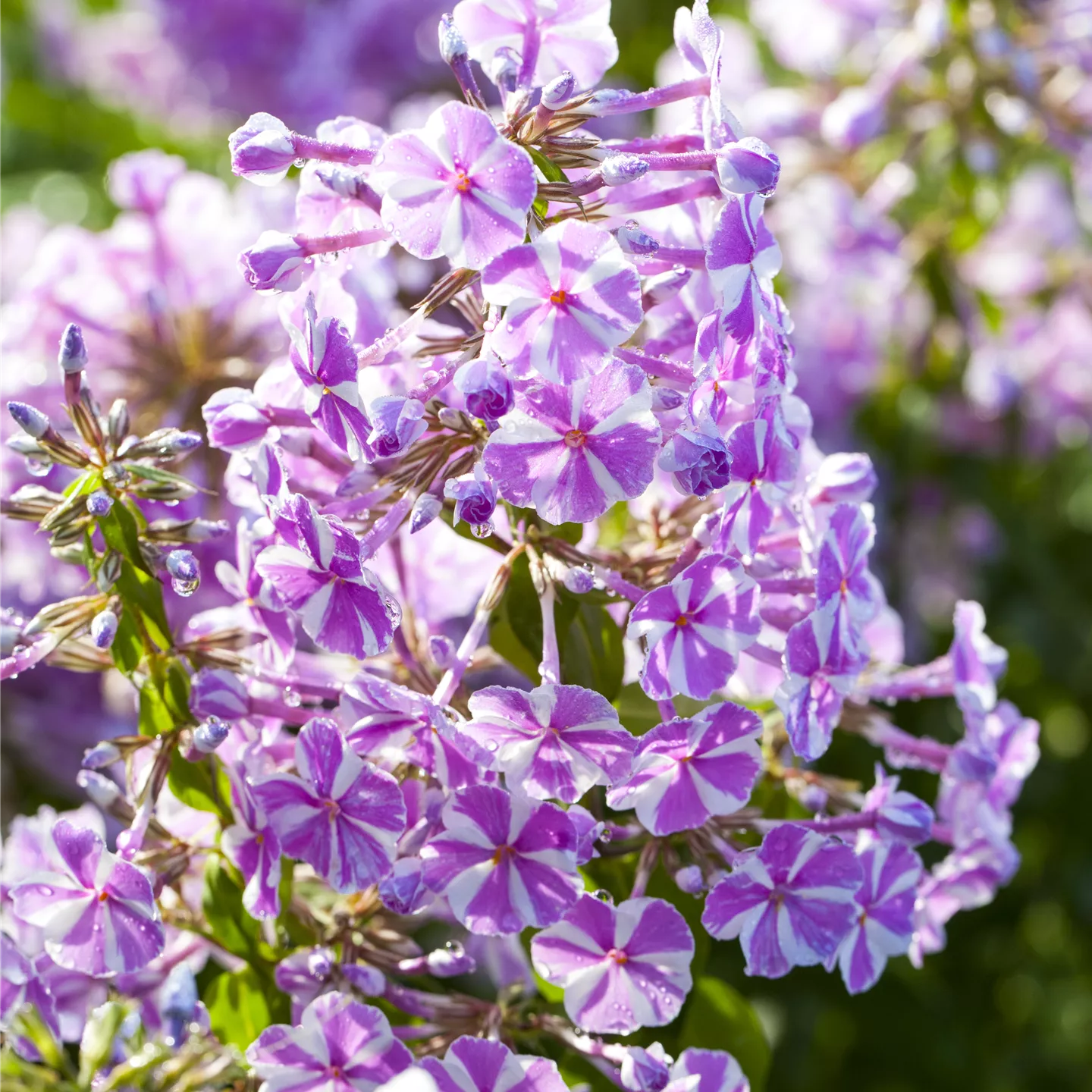 Phlox subulata 'Candy Stripes'