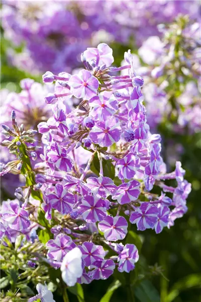 Phlox subulata 'Candy Stripes' Polster-Phlox, Teppich-Flammenblume