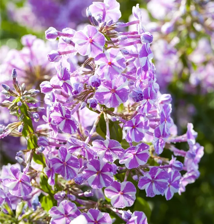 Polster-Phlox, Teppich-Flammenblume