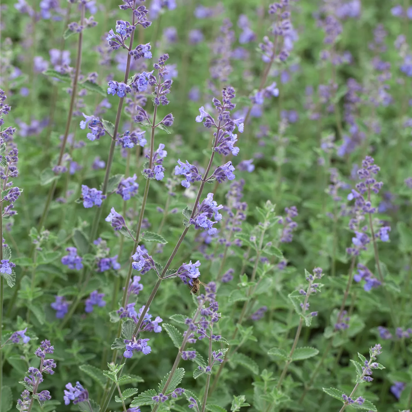 Nepeta x faassenii 'Kit Cat'