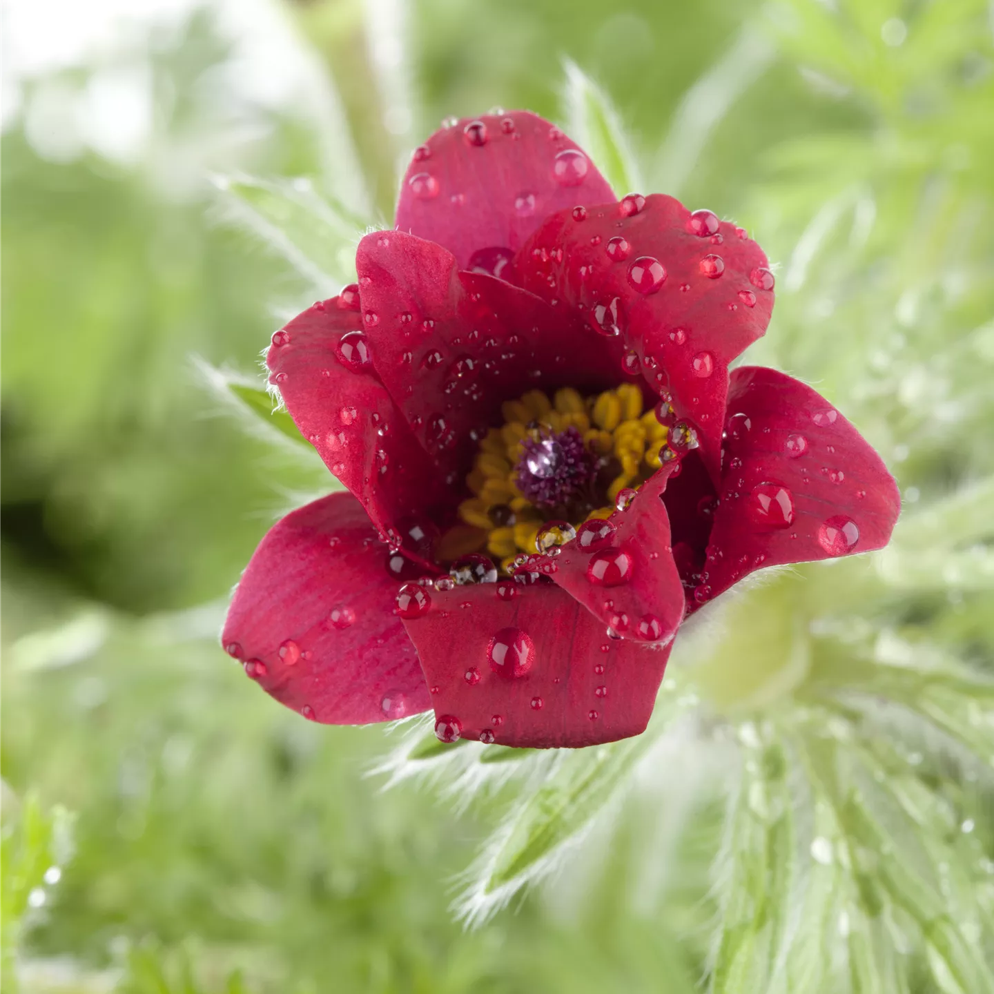 Pulsatilla vulgaris