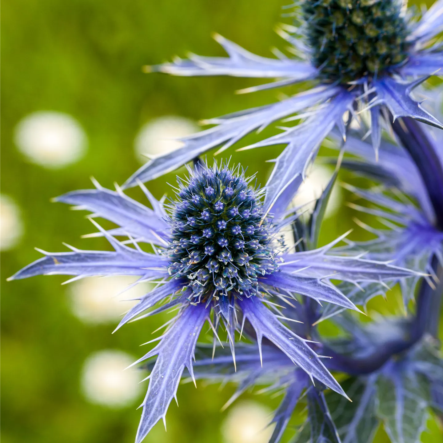 Eryngium planum