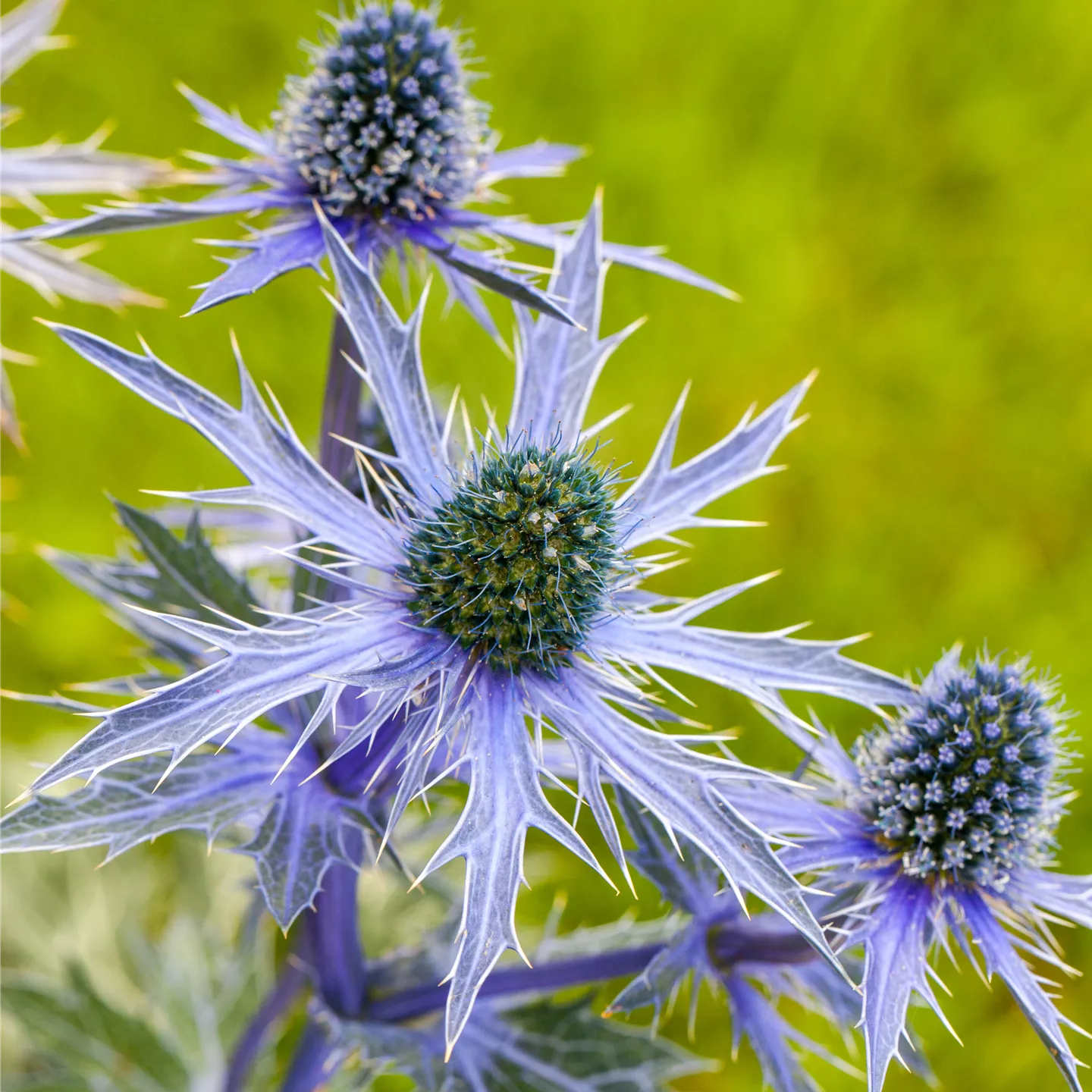 Eryngium planum 'Blue Hobbit'