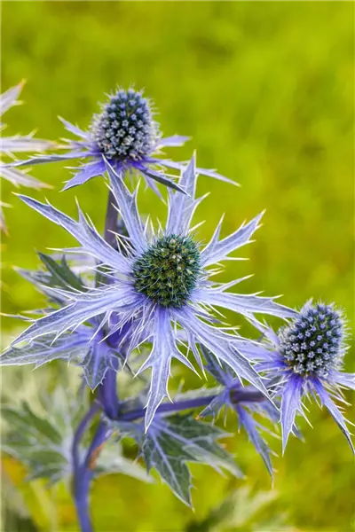 Eryngium planum 'Blue Hobbit' Edeldistel