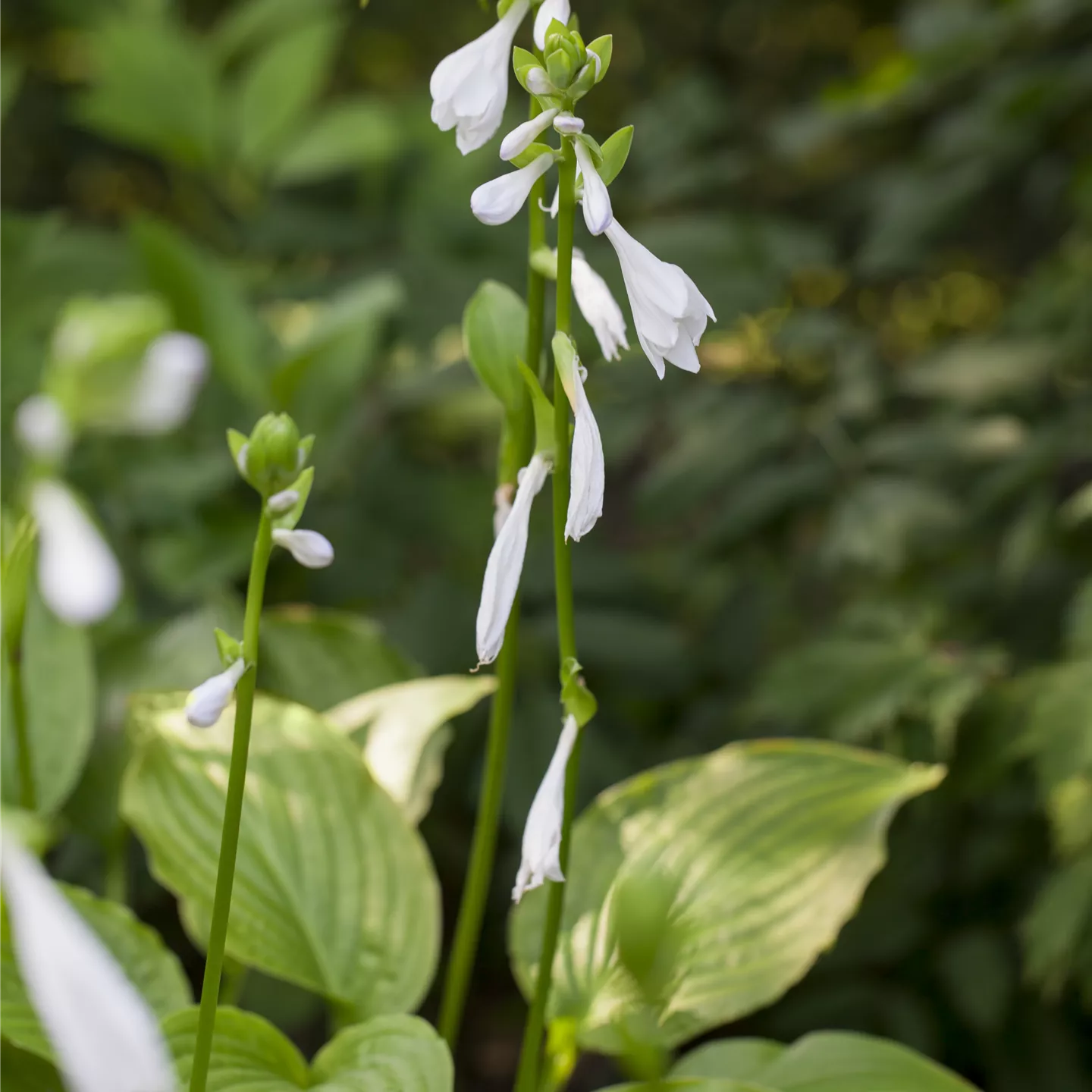 Hosta plantaginea 'Royal Standard'