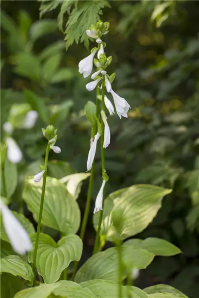 Hosta plantaginea 'Royal Standard' Weißblühende Lilien-Funkie