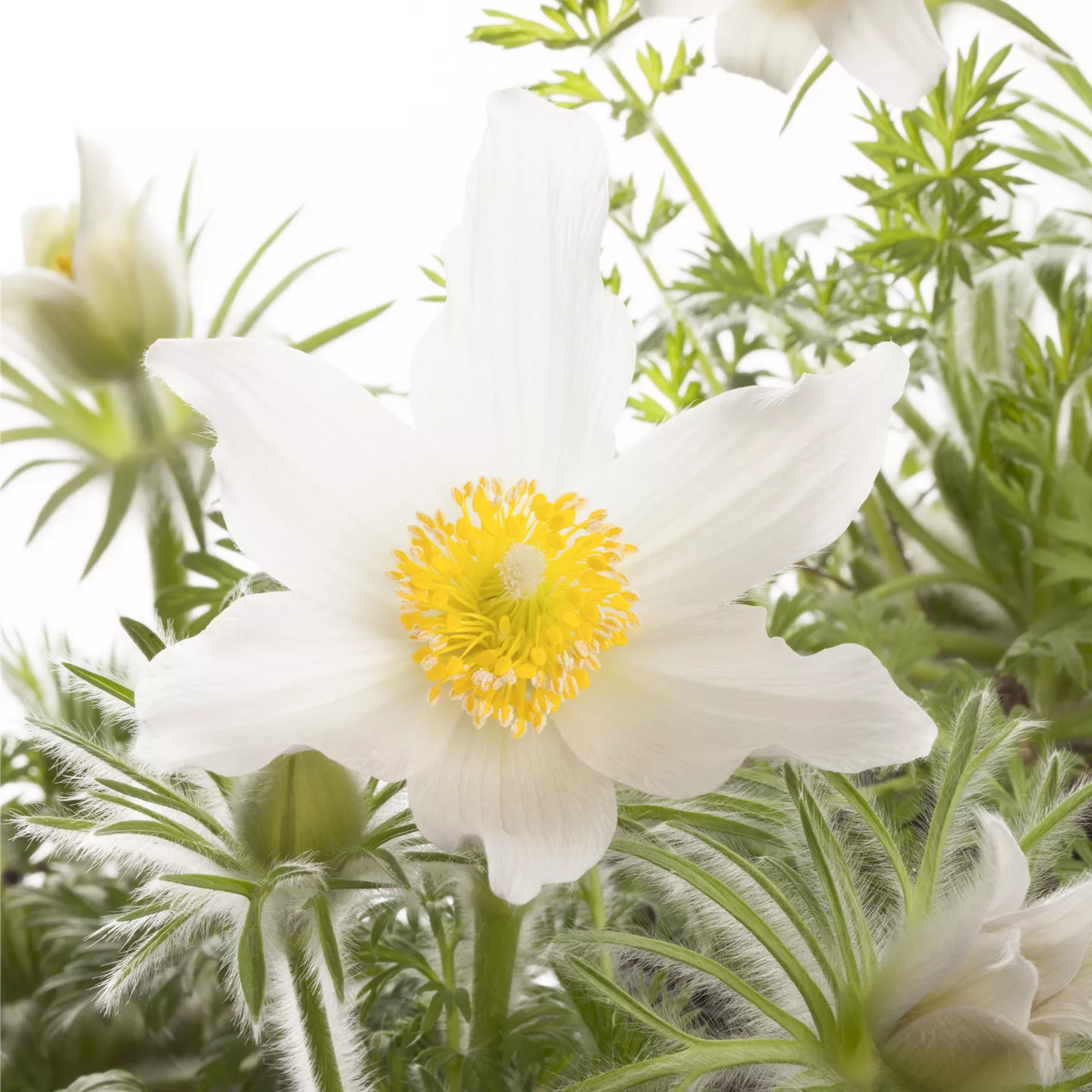 Pulsatilla vulgaris 'Alba'