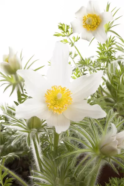Pulsatilla vulgaris 'Alba' Weißblühende Kuhschelle