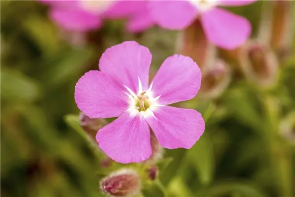 Saponaria ocymoides Teppich-Seifenkraut