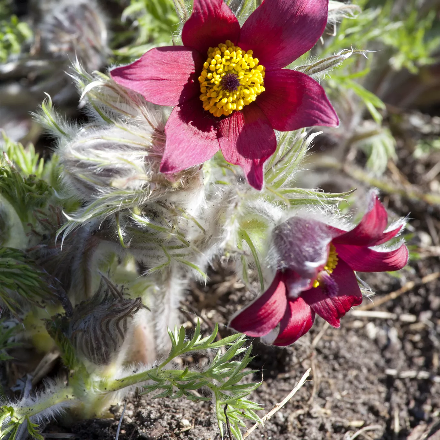 Pulsatilla vulgaris 'Rubra'