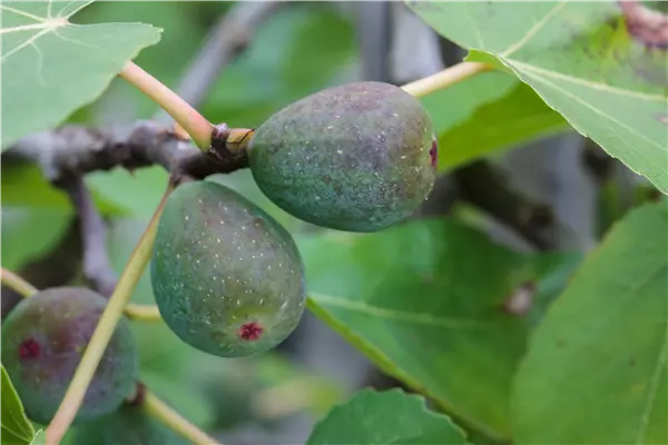 Ficus carica 'Icecrystal' Feige 'Icecrystal'