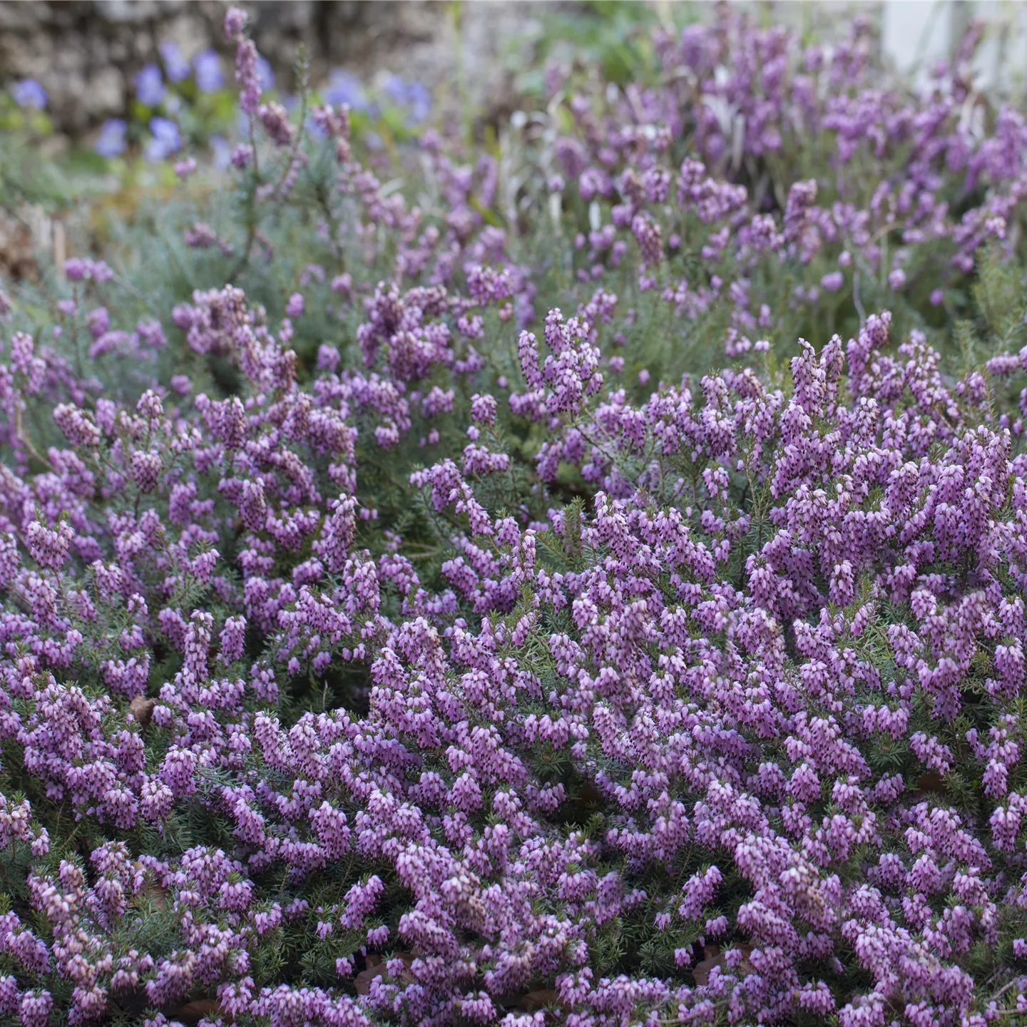 Erica carnea i.S. Erica carnea i.S.