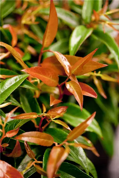 Leucothoe keiskei 'Royal Ruby' Traubenmyrthe